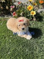 Maltipoo Puppies for sale in San Diego, CA, USA. price: NA