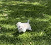 Maltipoo Puppies for sale in Los Angeles, CA 90003, USA. price: NA