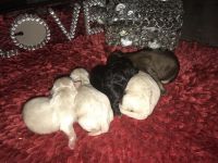 Maltipoo Puppies for sale in Longview, TX, USA. price: NA