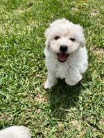 Maltipoo Puppies for sale in Conroe, TX, USA. price: NA