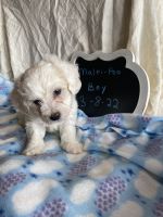Maltipoo Puppies for sale in Erlanger, KY, USA. price: NA