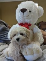 Maltipoo Puppies for sale in Duluth, GA, USA. price: NA