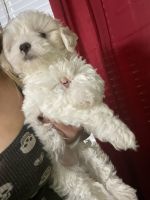 Maltipoo Puppies for sale in Crosby, TX 77532, USA. price: NA