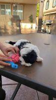 Maltipoo Puppies for sale in Lake Elsinore, CA, USA. price: NA
