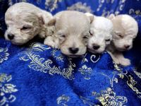 Maltipoo Puppies for sale in Locust, NC 28097, USA. price: NA