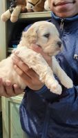 Maltipoo Puppies for sale in Yorktown, VA 23690, USA. price: NA