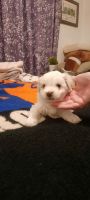 Maltipoo Puppies for sale in Richmond, IN 47374, USA. price: NA