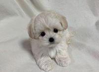 Maltipoo Puppies for sale in Bellflower, CA 90706, USA. price: NA