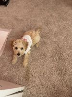 Maltipoo Puppies for sale in Pearland, TX 77584, USA. price: NA