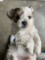 Maltipoo Puppies for sale in Turlock, CA, USA. price: NA