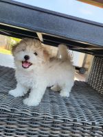 Maltipoo Puppies for sale in Boiling Springs, SC 29316, USA. price: NA