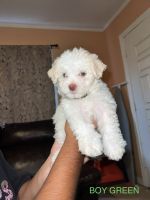 Maltipoo Puppies for sale in Fort Worth, TX 76114, USA. price: NA