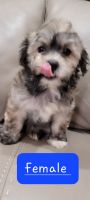 Maltipoo Puppies for sale in Lake Park, NC 28079, USA. price: NA