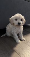 Maltipoo Puppies for sale in Sylmar, Los Angeles, CA, USA. price: NA