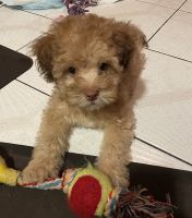 Maltipoo Puppies for sale in North Hollywood, Los Angeles, CA, USA. price: NA