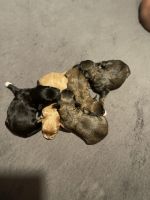 Maltipoo Puppies for sale in Tempe, AZ 85282, USA. price: NA