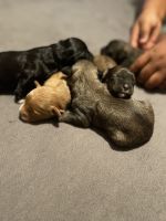 Maltipoo Puppies Photos