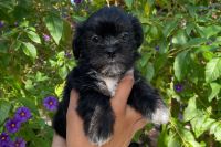 Maltipoo Puppies for sale in Hacienda Heights, CA, USA. price: NA