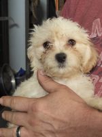 Maltipoo Puppies for sale in Cumberland, MD 21502, USA. price: NA