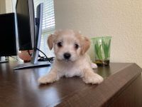 Maltipoo Puppies for sale in Pearland, TX, USA. price: NA
