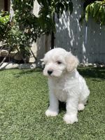Maltipoo Puppies for sale in Eastvale, CA, USA. price: NA