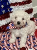 Maltipoo Puppies for sale in Sulphur Springs, TX 75482, USA. price: NA
