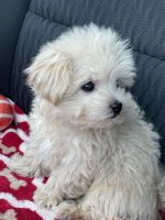 Maltipoo Puppies for sale in West Bloomfield Township, MI, USA. price: NA