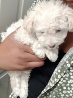 Maltipoo Puppies for sale in Surprise, AZ, USA. price: NA