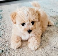 Maltipoo Puppies for sale in Hollywood, Los Angeles, CA, USA. price: NA