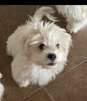 Maltipoo Puppies for sale in Gilbert, AZ, USA. price: NA