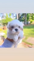 Maltipoo Puppies for sale in Fayetteville, NC, USA. price: NA