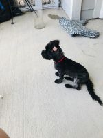 Maltipoo Puppies for sale in Red Oak, TX, USA. price: NA