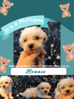 Maltipoo Puppies for sale in Locust, NC 28097, USA. price: NA