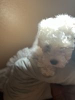 Maltipoo Puppies for sale in Riverside, CA 92509, USA. price: NA