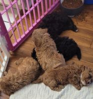 Maltipoo Puppies for sale in Plant City, FL, USA. price: NA