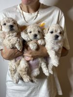 Maltipoo Puppies Photos