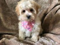 Maltipoo Puppies for sale in Pittsburgh, PA, USA. price: NA