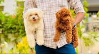 Maltipoo Puppies for sale in Coimbatore, Tamil Nadu, India. price: 60000 INR