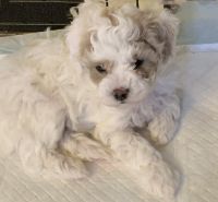 Maltipoo Puppies for sale in Flushing, MI 48433, USA. price: NA