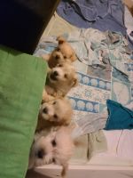 Maltipoo Puppies for sale in Westminster, CO, USA. price: NA
