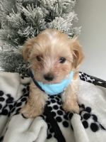 Maltipoo Puppies for sale in Springfield, MA, USA. price: NA