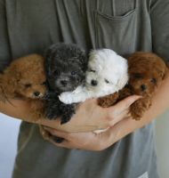 Maltipoo Puppies for sale in Los Angeles, CA, USA. price: $550