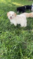 Maltipoo Puppies for sale in Carrollton, TX, USA. price: NA