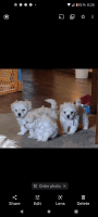 Maltipoo Puppies for sale in Clovis, CA, USA. price: NA