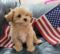 Maltipoo Puppies for sale in Plant City, FL, USA. price: NA