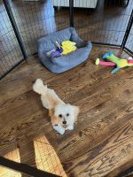 Maltipoo Puppies for sale in Chevy Chase, MD, USA. price: $300