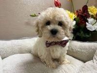 Maltipoo Puppies for sale in Lancaster, PA, USA. price: $400
