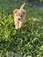 Maltipoo Puppies for sale in Lancaster, PA 17603, USA. price: $600