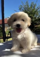 Maltipoo Puppies for sale in Palm Springs, CA, USA. price: $750