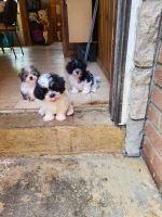Maltipoo Puppies for sale in Pittsburgh, PA, USA. price: $600